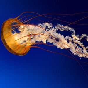 Meet your Posher, Sabrina